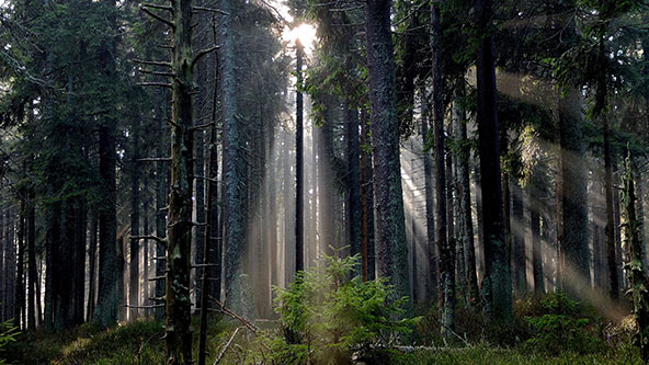 Woods sunlight